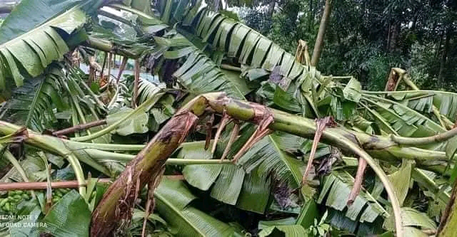 সখীপুরে কৃষকদের  দেড় কোটি টাকার ক্ষয়ক্ষত